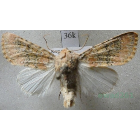 Polymixis argillaceago (Hübner, 1822) Spain36k